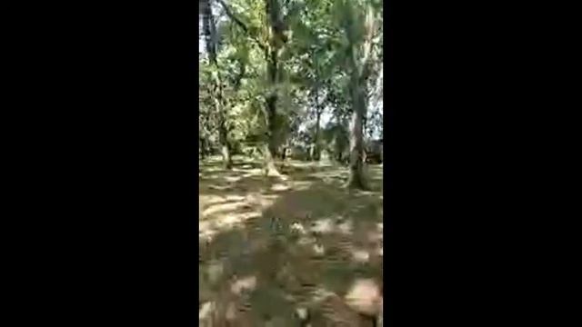 ОСОЗНАННАЯ ХОДЬБА. День 19 "Игра с образами" смотреть онлайн