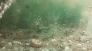 Австралийский рак в 40 литровом аквариуме спустя 20 дней как растёт чем занят???))