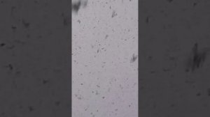 НУ И ПОГОДА