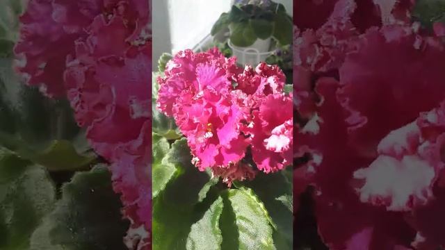 АВ-Курага (Фиалковод) Крупные кораллово-малиновые гофрированные полумахровые анютки. Очень необычны смотреть онлайн
