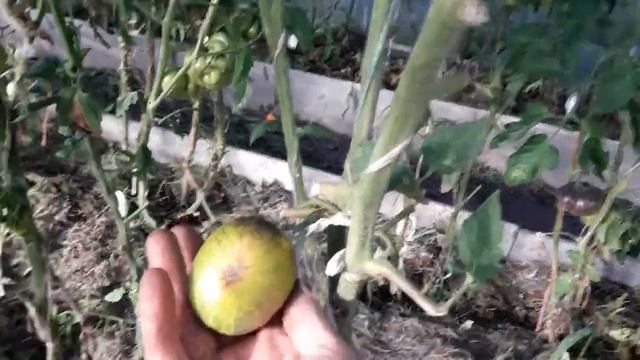 ???ТОМАТ ((( МЕЧТА АЛИСЫ))) смотреть онлайн