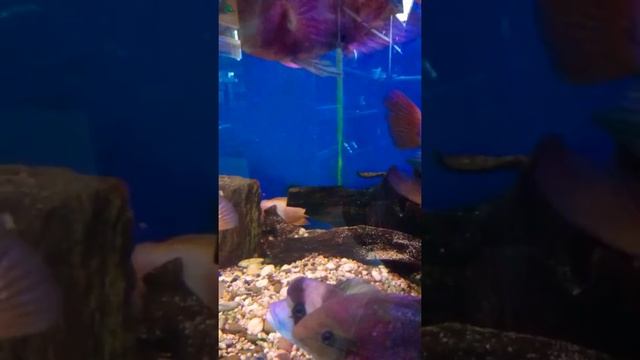 Фронтоза/Цитроны / Радужная цихлозома / Аквариумные рыбки смотреть онлайн