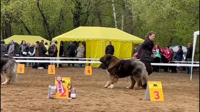 национальная выставка кавказских овчарок 1.05.2023. Хирс из Александровой слободы. класс чемпионы смотреть онлайн