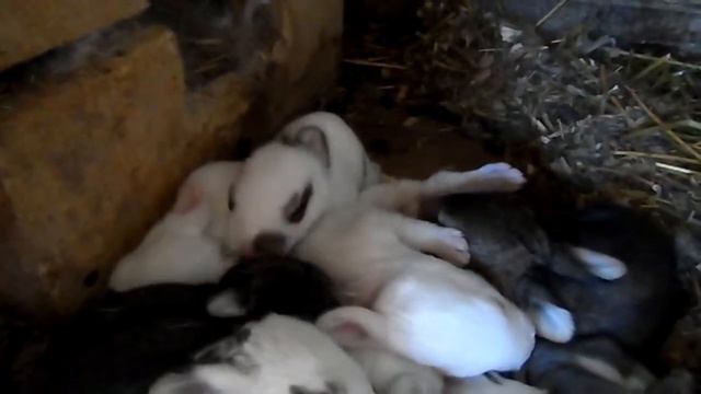 Маленькие крольчата спят, дремают. Young rabbits sleeping смотреть онлайн