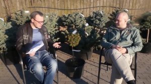 Ель на штамбе, виды, сорта, использование в ландшафтном дизайне сада