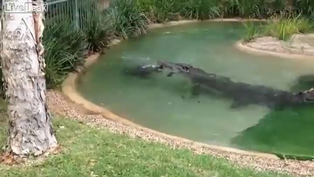 Крокодил не любит этого... смотреть онлайн