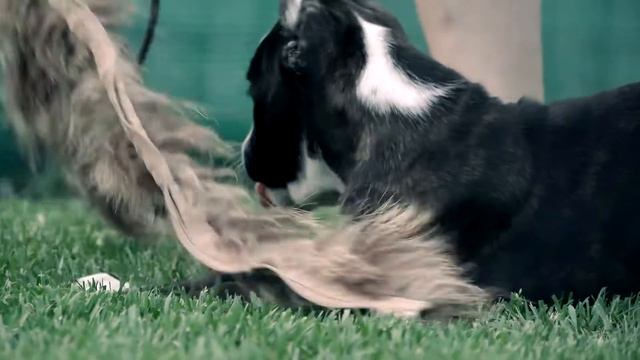 Боксер. Щенок из питомника Алмадинакс