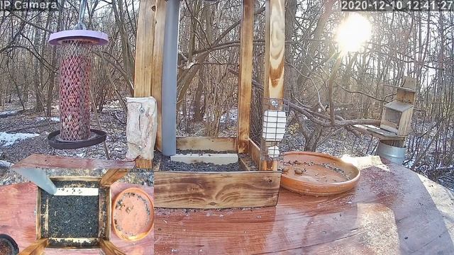 Трансляция с кормушек для птиц. 10.12.2020 года. город Калуга смотреть онлайн
