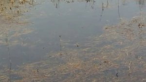 Нерест леща