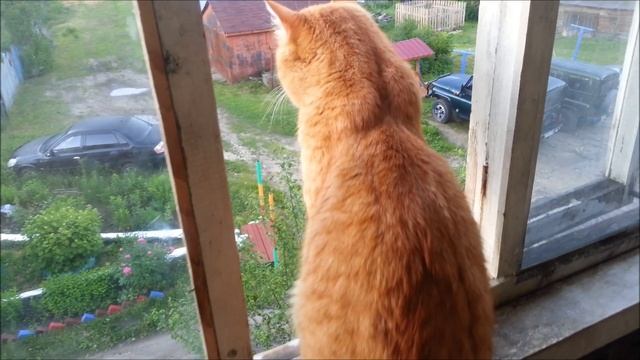 Кошки, очарование моё смотреть онлайн