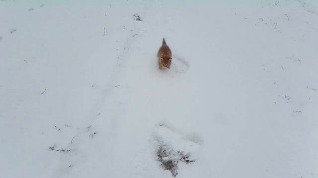 Котёнок бегает по снегу смотреть онлайн