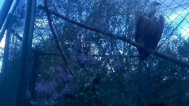 Белоголовый сип. Зоопарк в Москве. Gyps fulvus смотреть онлайн