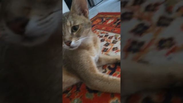 Чаузи ф1 ласкается chausie f1 смотреть онлайн