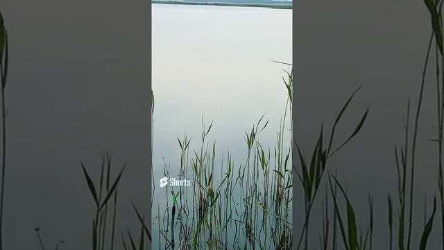 утренняя Зорька поплавок