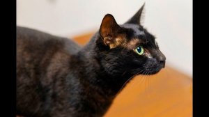 Для чего у кошек залысины перед ушами