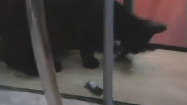 кошка ест своего котёнка-cat eats her kitten смотреть онлайн