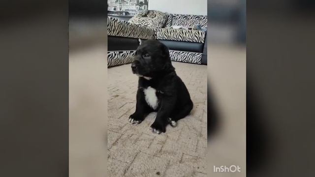 черная девочка Алабая, отец АлТынСар Камал для Альфа Алабай смотреть онлайн