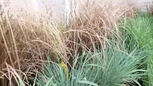 Ornamental grass mix - Festuca, Carex, Koeleria смотреть онлайн