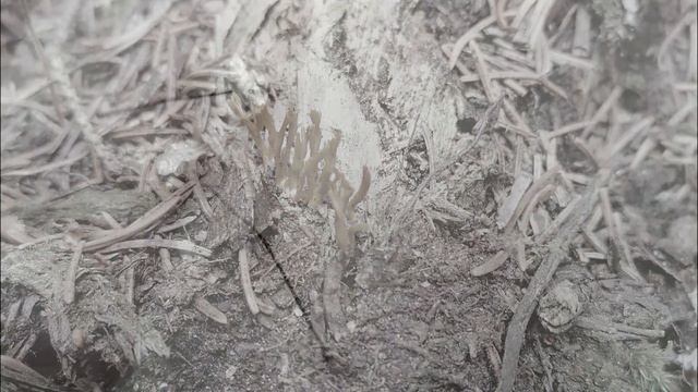 Niesamowite GRZYBY NORWEGIA 2021 | MEGA GATUNKI Grzybów смотреть онлайн