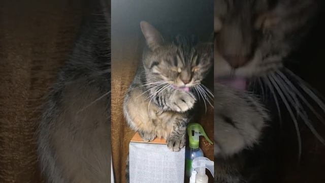 Умывающийся кот на колонке смотреть онлайн