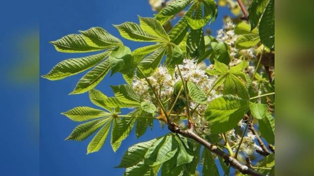 Растения и плоды. Окружающий мир. Развитие и обучение детей с помощью видеоуроков. смотреть онлайн