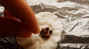 Душистый горошек (Чина) многолетний из семян