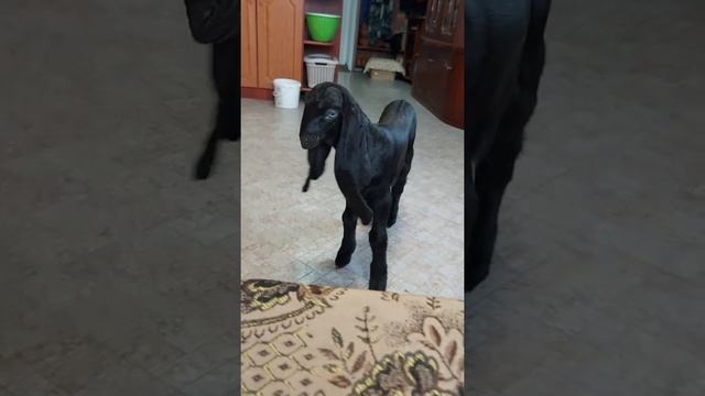 Красивая козочка по кл. Чара смотреть онлайн