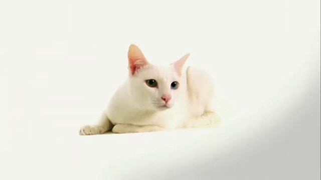 Cats 101 Animal Planet - Khao Manee ** High Quality ** смотреть онлайн