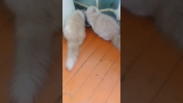 Персидские котята обедают... смотреть онлайн