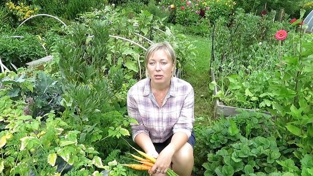 МОРКОВЬ ИЗ СВОИХ СЕМЯН / Как вырастить семена моркови, а из семян морковь.... смотреть онлайн