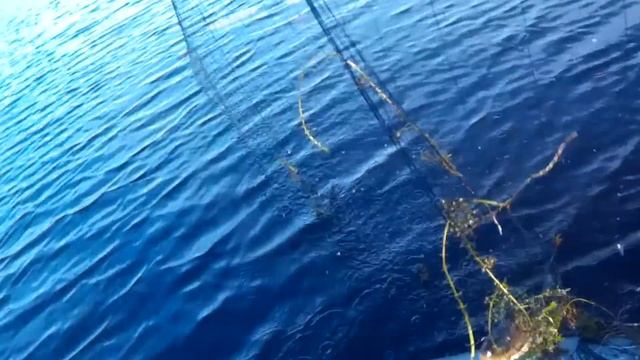 летняя рыбалка сети, сети кругом сети щука окунь смотреть онлайн