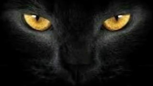 Почему нельзя смотреть кошкам в глаза!? смотреть онлайн