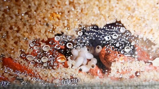 LASIUS NIGER Sand Nest | Tunnel digging in DIY Ant Farm смотреть онлайн