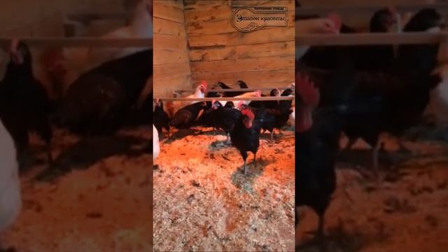 Куры породы Брессгальская, Барбезье и Синь синь день, питомник птицы Эталон красоты смотреть онлайн