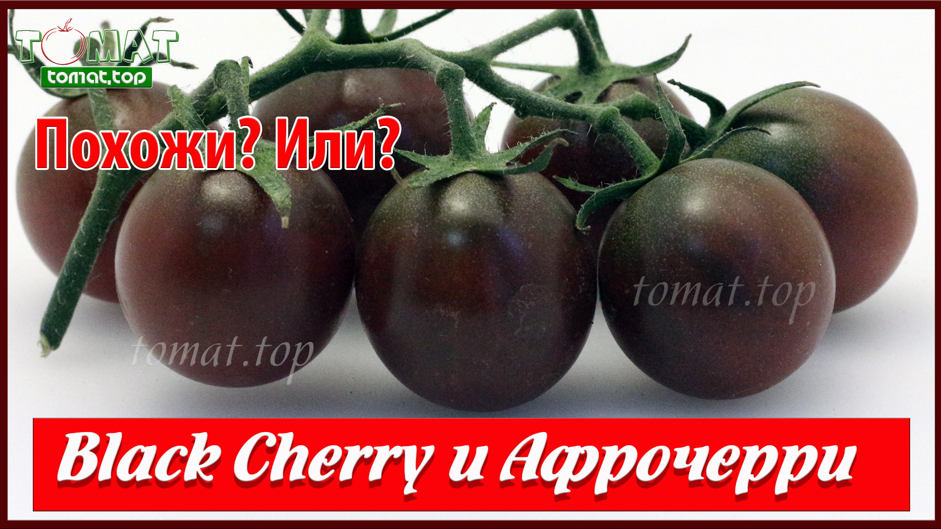 Чёрные черри томаты Афрочерри и Black Cherry. Сравнение. Они похожи Или снова придумали название смотреть онлайн