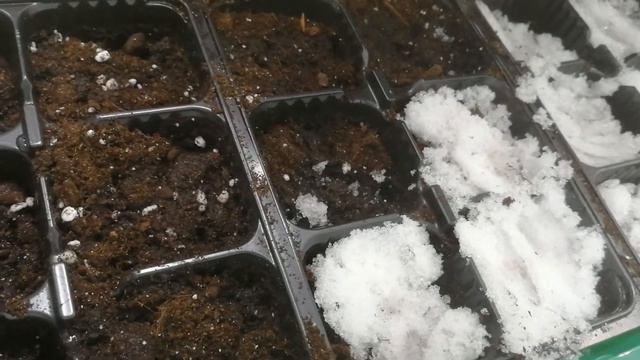 Сажаем лобелию. смотреть онлайн