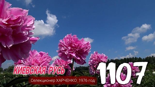 Сиренево-розовый пион Киевская Русь / Сад Ворошиловой смотреть онлайн