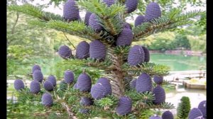 ПИХТА КОРЕЙСКАЯ