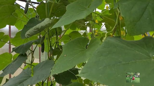 Огурцы Родничок и моя теплица 2022. Эконом вариант. смотреть онлайн