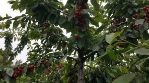 Черешня лапинс и саммит