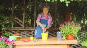 Как укоренить любую розу. Укоренение розы из букета. Укоренение черенков розы Способ укоренения роз