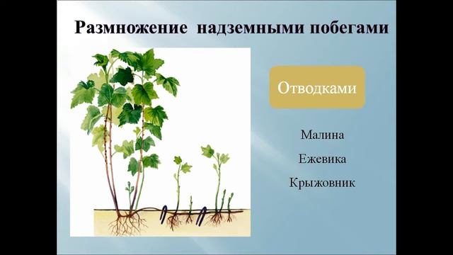 Вегетативное размножение покрытосеменных растений смотреть онлайн