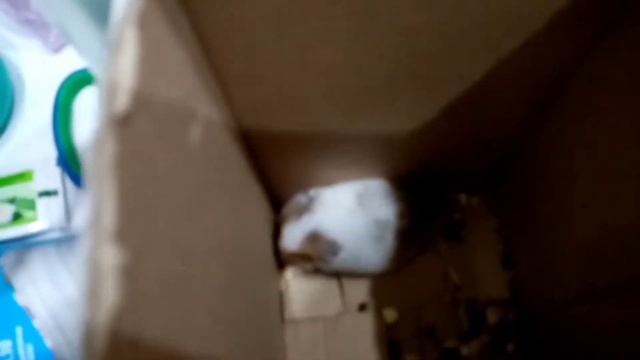 Покупаем сирийского хомяка ????? смотреть онлайн