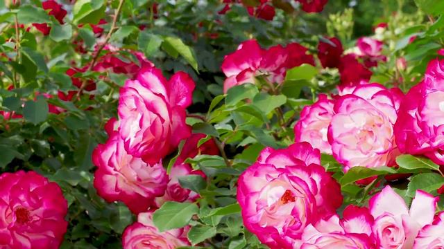Keisei Rose Garden 2019 #京成バラ園 #4K смотреть онлайн