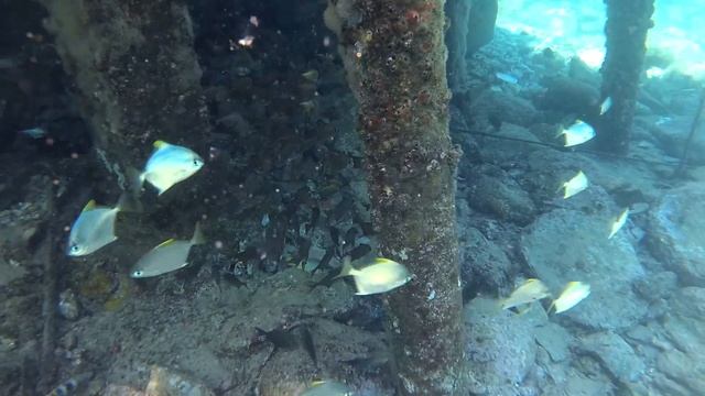 ХУРГАДА| Подводный мир отель Zahabia. Кальмары и рыбы ласточки смотреть онлайн