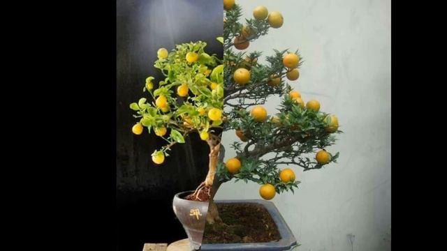 Citrus japonica 'Hindsii' (Kumquat) смотреть онлайн