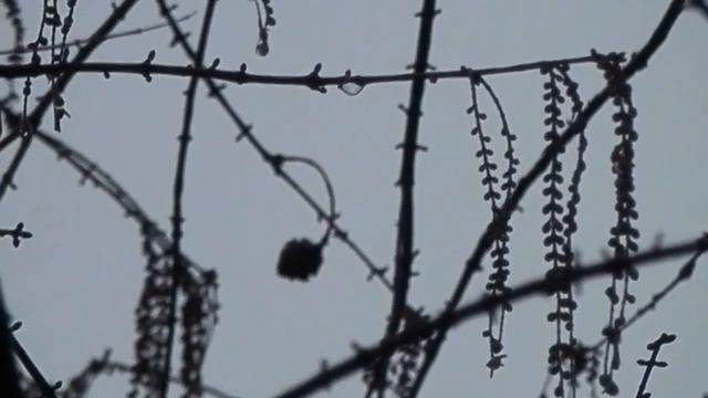 Park pri gradu Otočec (Taxodium, Liriodendron, Metasequoia) Slovenia смотреть онлайн