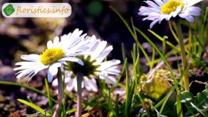 ? Цветы маргаритки – посадка и уход: выращивание маргариток в открытом грунте из семян