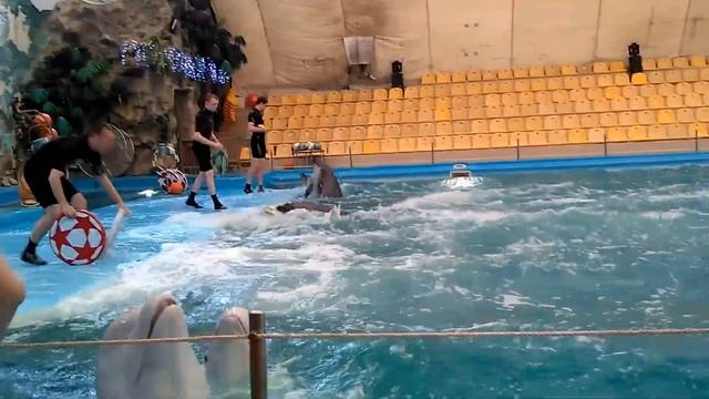 Катя играет в мяч с дельфином!!!!))) Гонки дельфинов!!!Супер скорость!