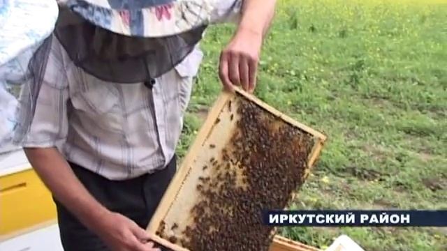 В Иркутской области собирают мед смотреть онлайн